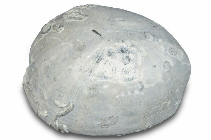 Cretaceous Sea Urchin (Holaster) Fossil - Texas #286484